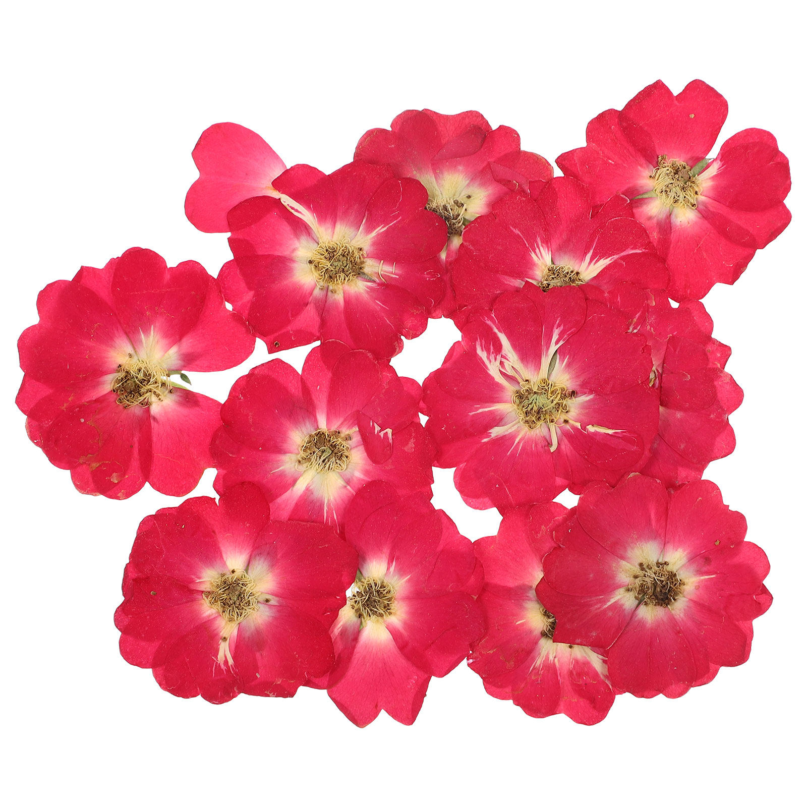 12Pcs Natural Dried Rose Press - đánh giá và giá Resin Art Flower