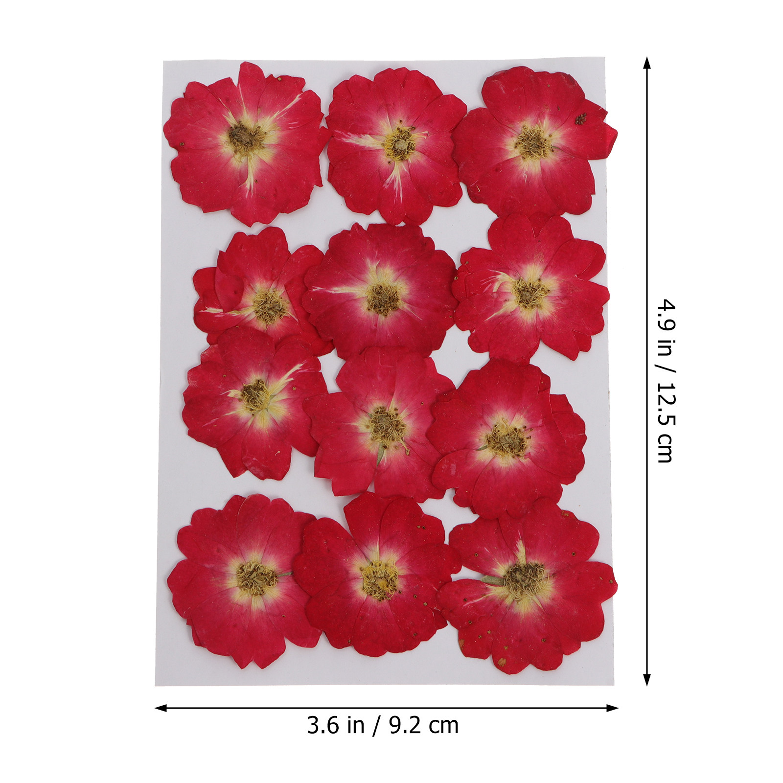 12Pcs Natural Dried Rose Press - đánh giá và giá Resin Art Flower